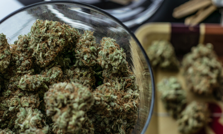 What Is a Marijuana Hybrid