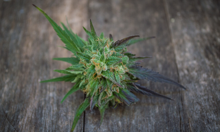 7 Steps to Grow Awesome Indica Marijuana