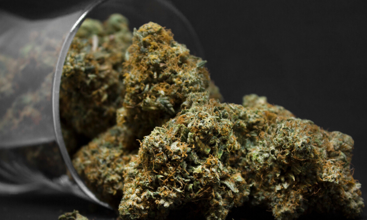 The 10 Strongest Indica Strains On Earth Right Now
