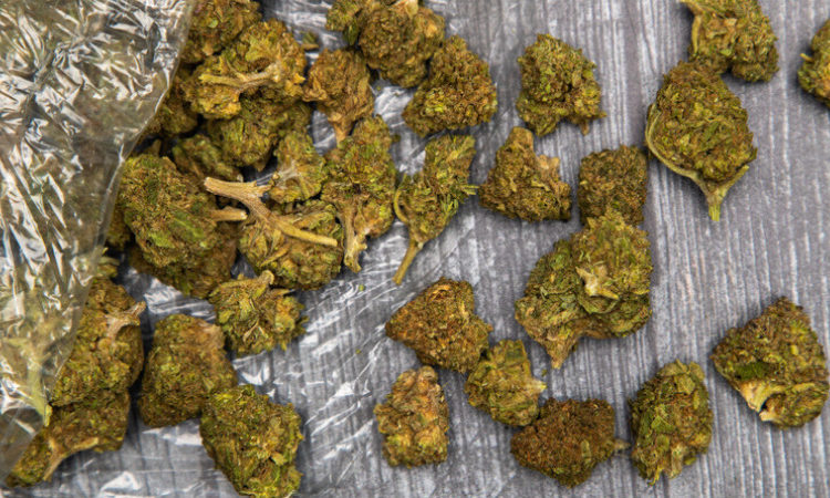 Hybrid Weed 101 – Everything You Need to Know