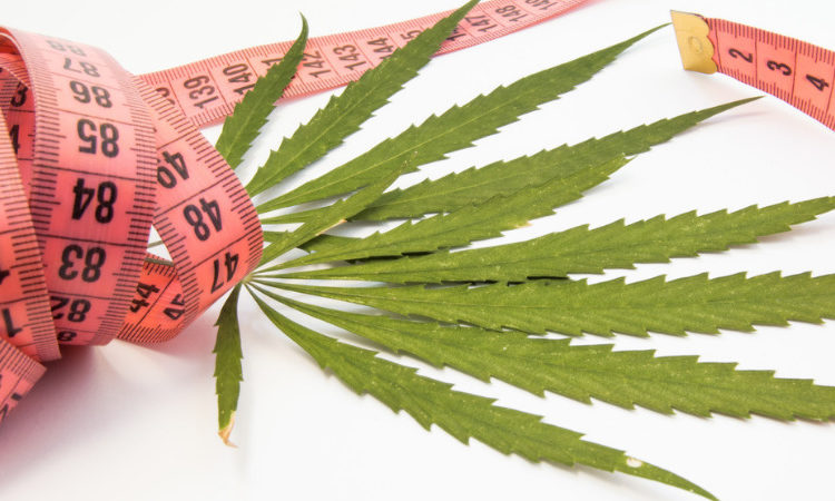 Top 8 Best Indica Strains for Weight Loss
