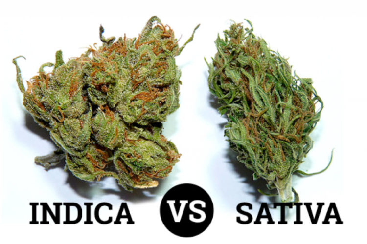 Indica or Sativa for Stress Management