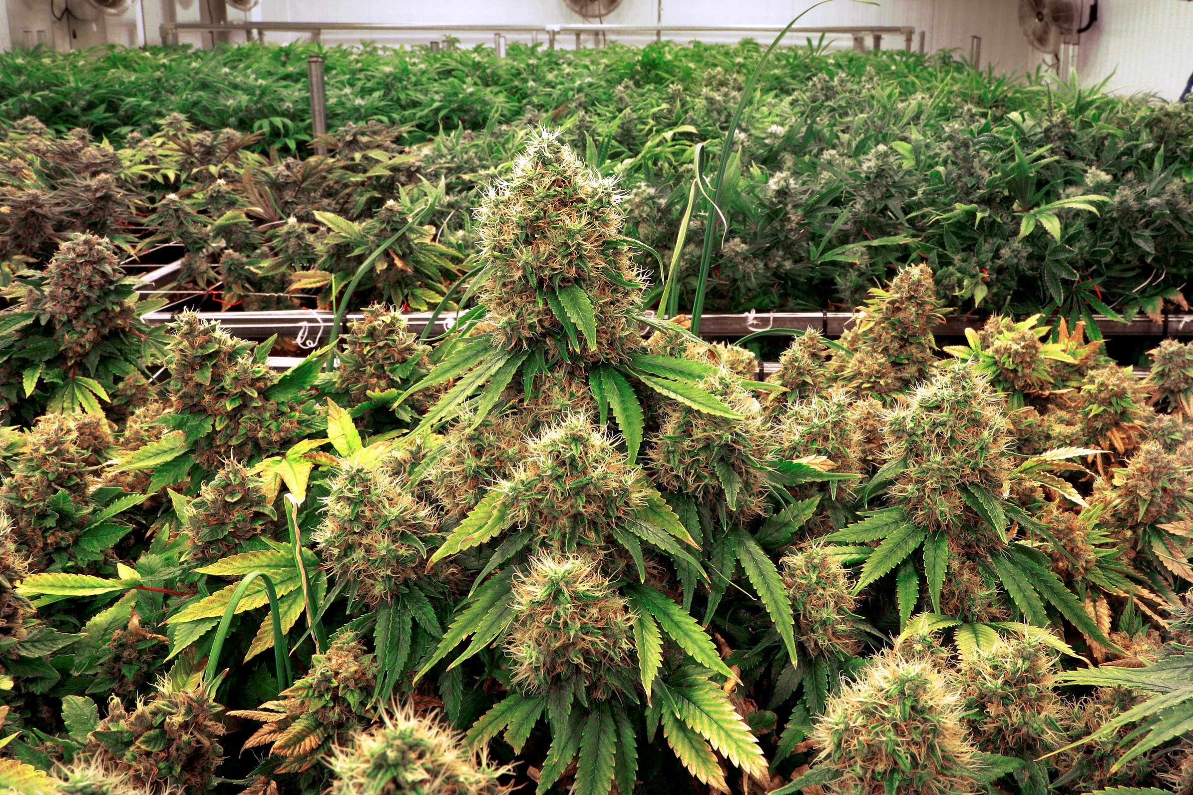 cannabis growing