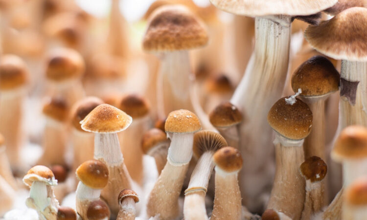 Your Guide to Macrodosing Magic Mushrooms