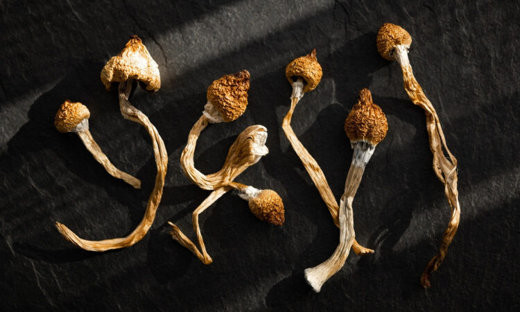 Detailed Guide to Buying Magic Mushrooms in Canada