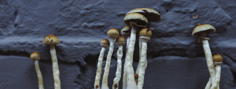 How To Use Magic Mushrooms
