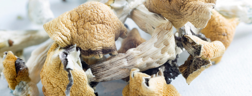 How To Microdose By Eating Magic Mushrooms